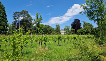 Rebberg im Seeburgpark