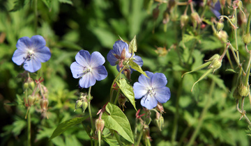 Blick über den Gartenzaun 