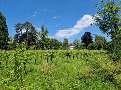 Rebberg im Seeburgpark