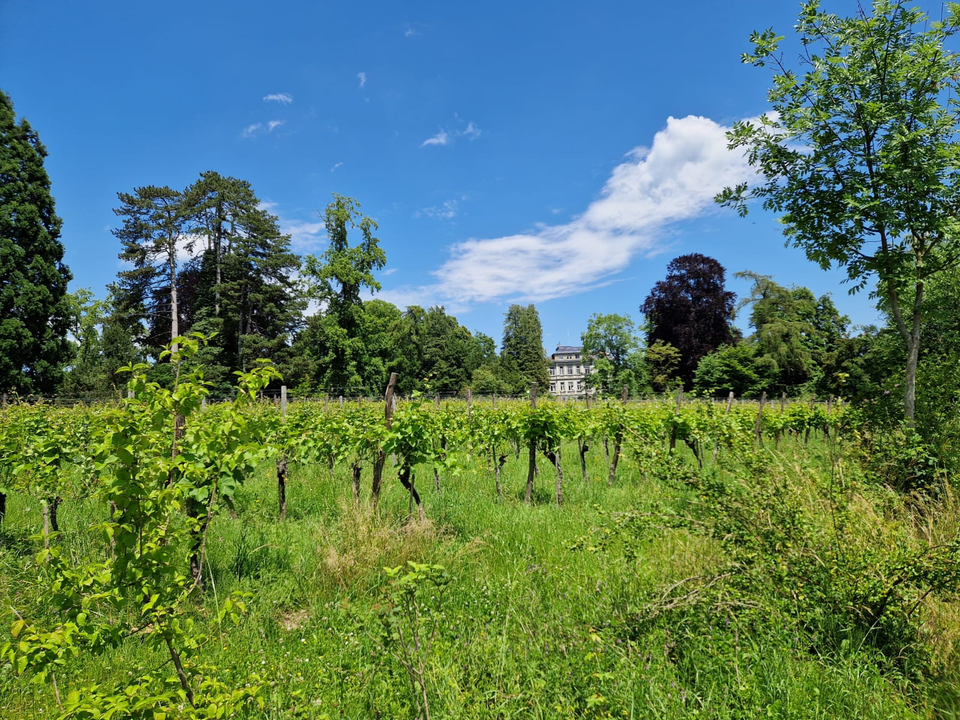 Rebberg im Seeburgpark