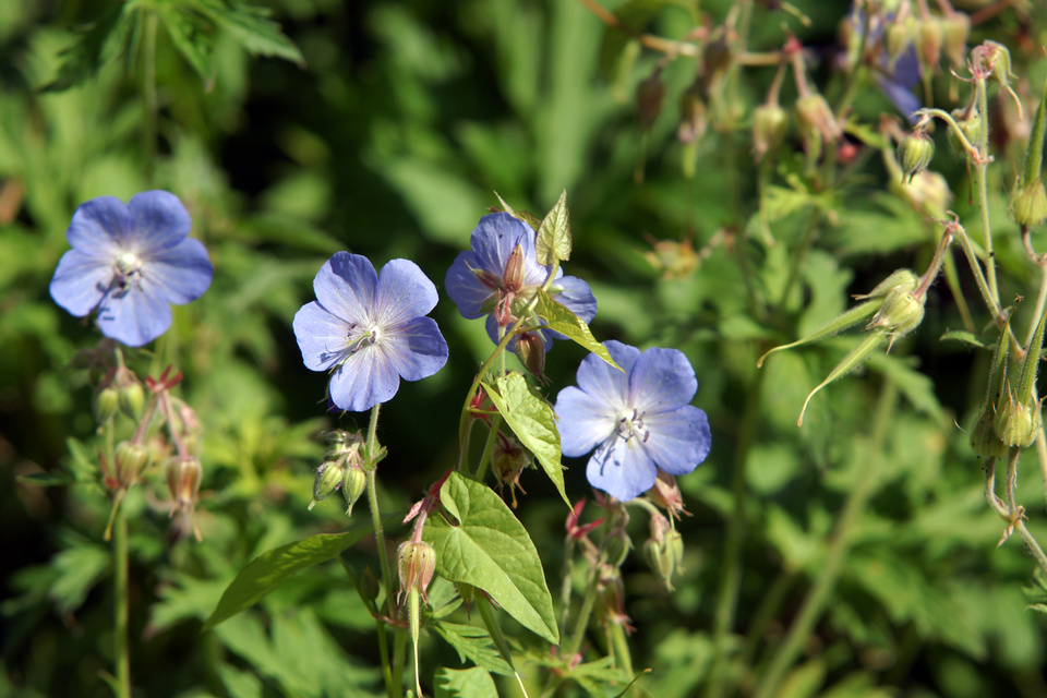 Blick über den Gartenzaun 